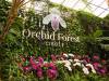Menikmati Udara Segar di Orchid Forest Cikole dengan Hiace yang Luas